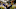 LSU Tigers head coach Les Miles 