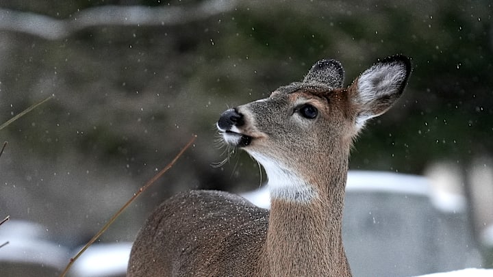 Deer in Toronto's Park Lawn Cemetery