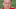 Steve Nicol Steve Nicol