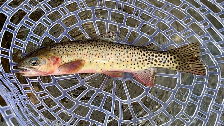 A Colorado River cutthroat caught in a headwater stream. A Colorado River cutthroat caught in a headwater stream.