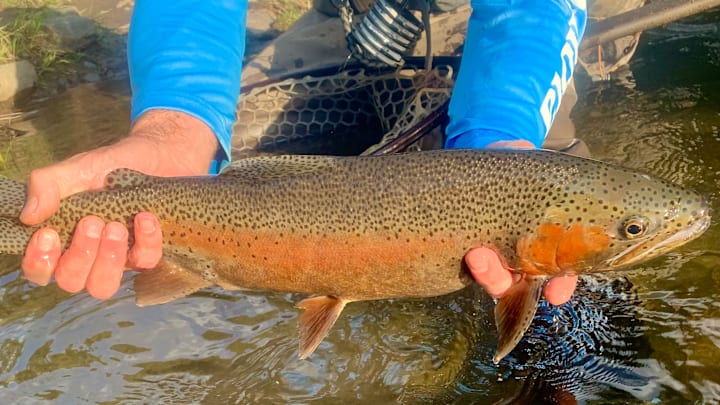 A Yampa Valley rainbow trout. A Yampa Valley rainbow trout.