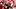 Georgia Bulldogs running back Nate Frazier Georgia Bulldogs running back Nate Frazier