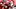 College Fantasy Football, Nate Frazier, Georgia Bulldogs