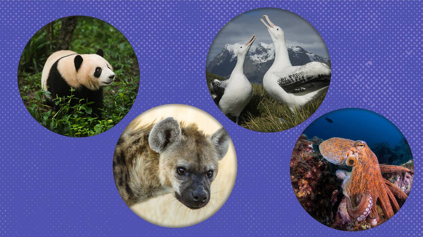 How 20 Animals Got Their Names