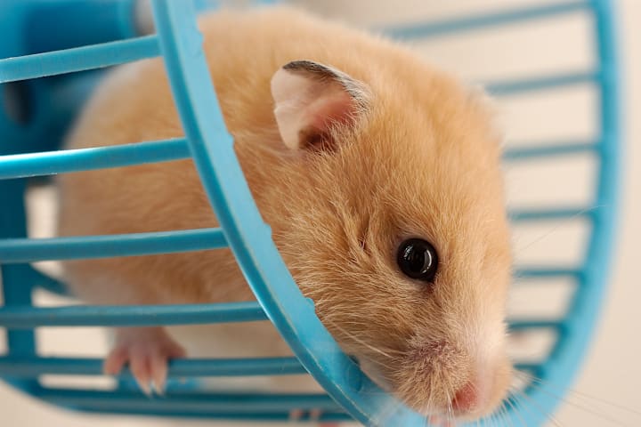 When Speed Streak Tried to Turn Hamsters into Toys