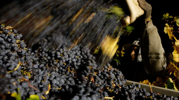 Napa Vineyard Harvests Its Grapes