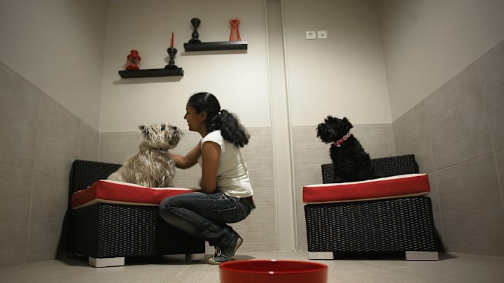 'Actuel Dogs' - Luxury Dogs Hotel Visit