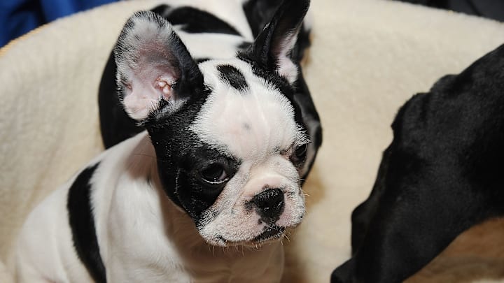 American Kennel Club's 2013 Most Popular Dogs