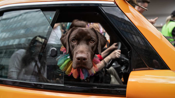 A dog owned by a member of the LGBTQ+ community is seen in a...