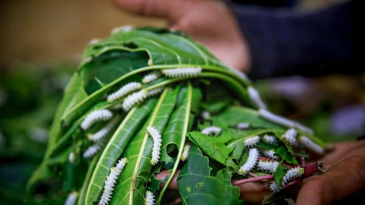 Cotton And Silk Textile Production In Makueni County