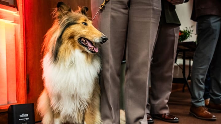 Texas A&M mascot Reveille X makes an appearance Orange & Maroon Legislative Day at the Texas State Capitol, Feb. 26, 2025. The day brings both Longhorn and Aggie volunteers together to discuss and advocate for issues important to the institutions with legislators.