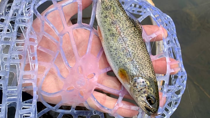 See the faint horizontal line in the middle of the body? That's it! See the faint horizontal line in the middle of the body? That's it!