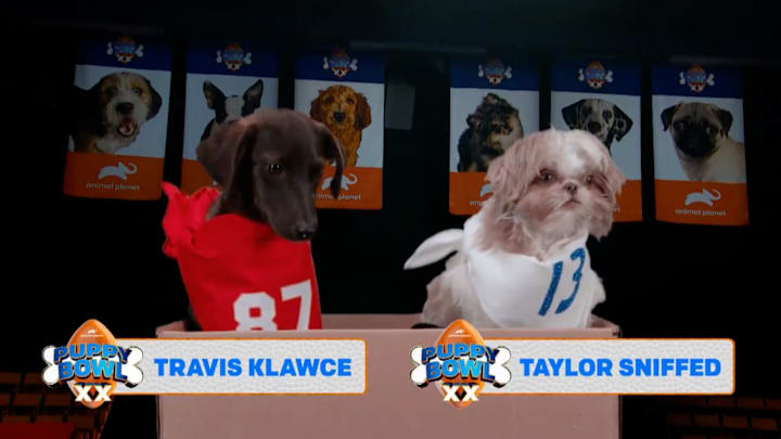 Travis Klawce and Taylor Sniffed at the Puppy Bowl XX - credit: Animal Planet