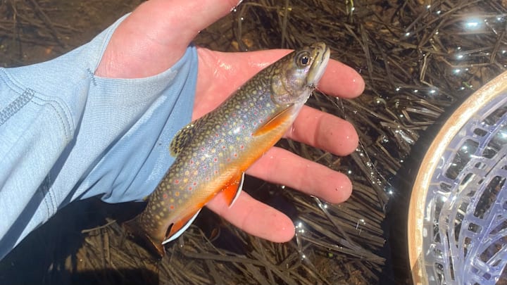 Pre-spawn brook trout are a gift – but, when they're spawning, leave 'em be. 