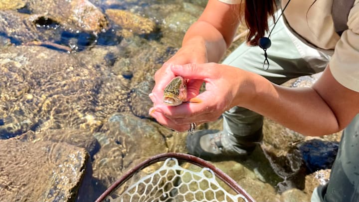 Face to face with a brook trout in August – likely on its way to spawn. Face to face with a brook trout in August – likely on its way to spawn.