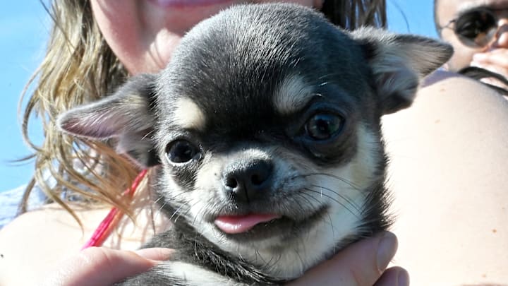 11th Annual Running Of The Chihuahuas