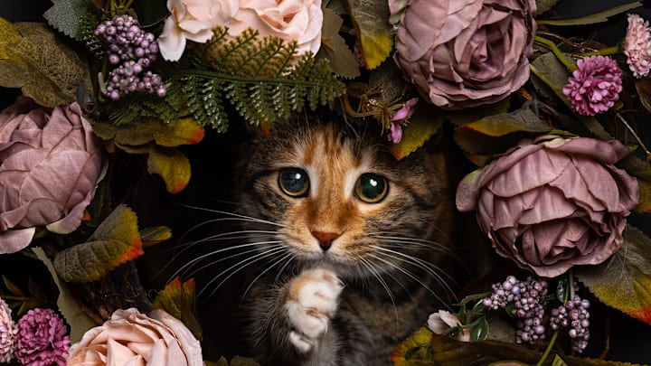 International Cat Day