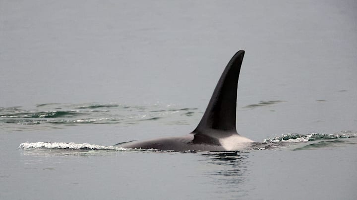 An orca belonging to the T99 pod of Transient/Bigg’s killer whales swims off the shore of Bremerton, Wash. 