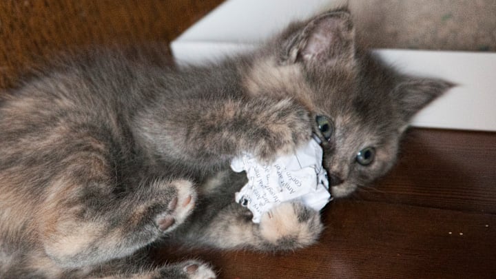 Cats play fetch on their own terms.