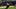 Missouri Tigers running back Ahmad Hardy Missouri Tigers running back Ahmad Hardy