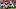 Oklahoma Sooners, John Mateer Oklahoma Sooners, John Mateer