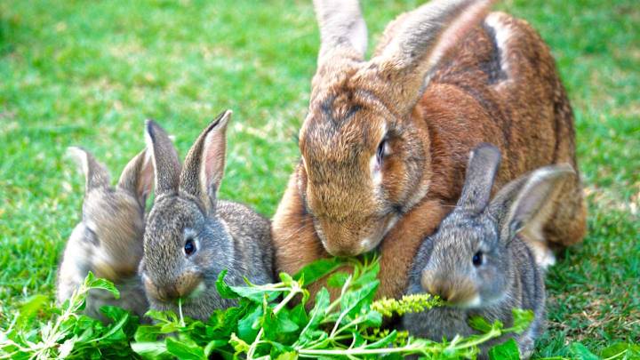These gentle giants are famous for a good reason. 