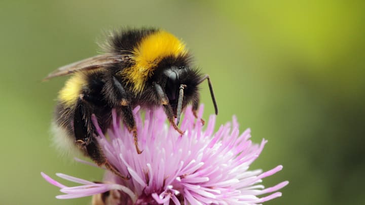 Bees wait for back-up to arrive.