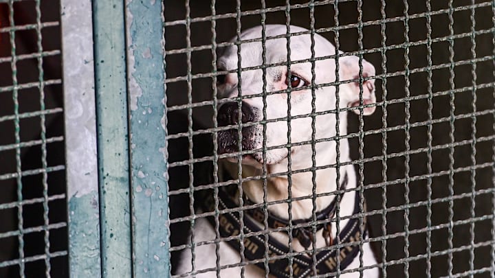 Sterilization and shelters are key to tackling stray animals in Italy