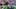 LSU Tigers wide receiver Jackson Harris LSU Tigers wide receiver Jackson Harris