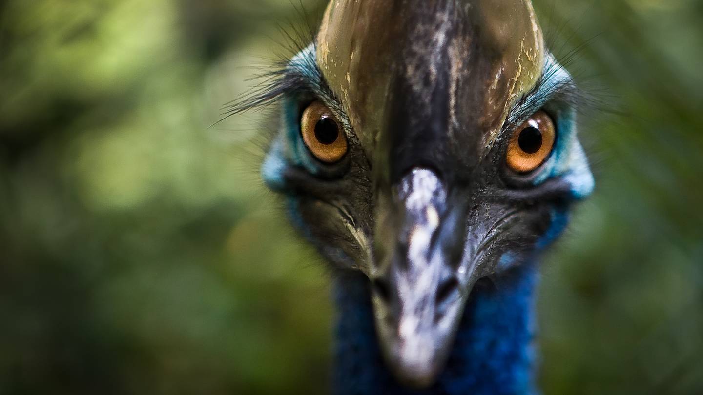 22 Animals You Seriously Donât Want to Mess With
