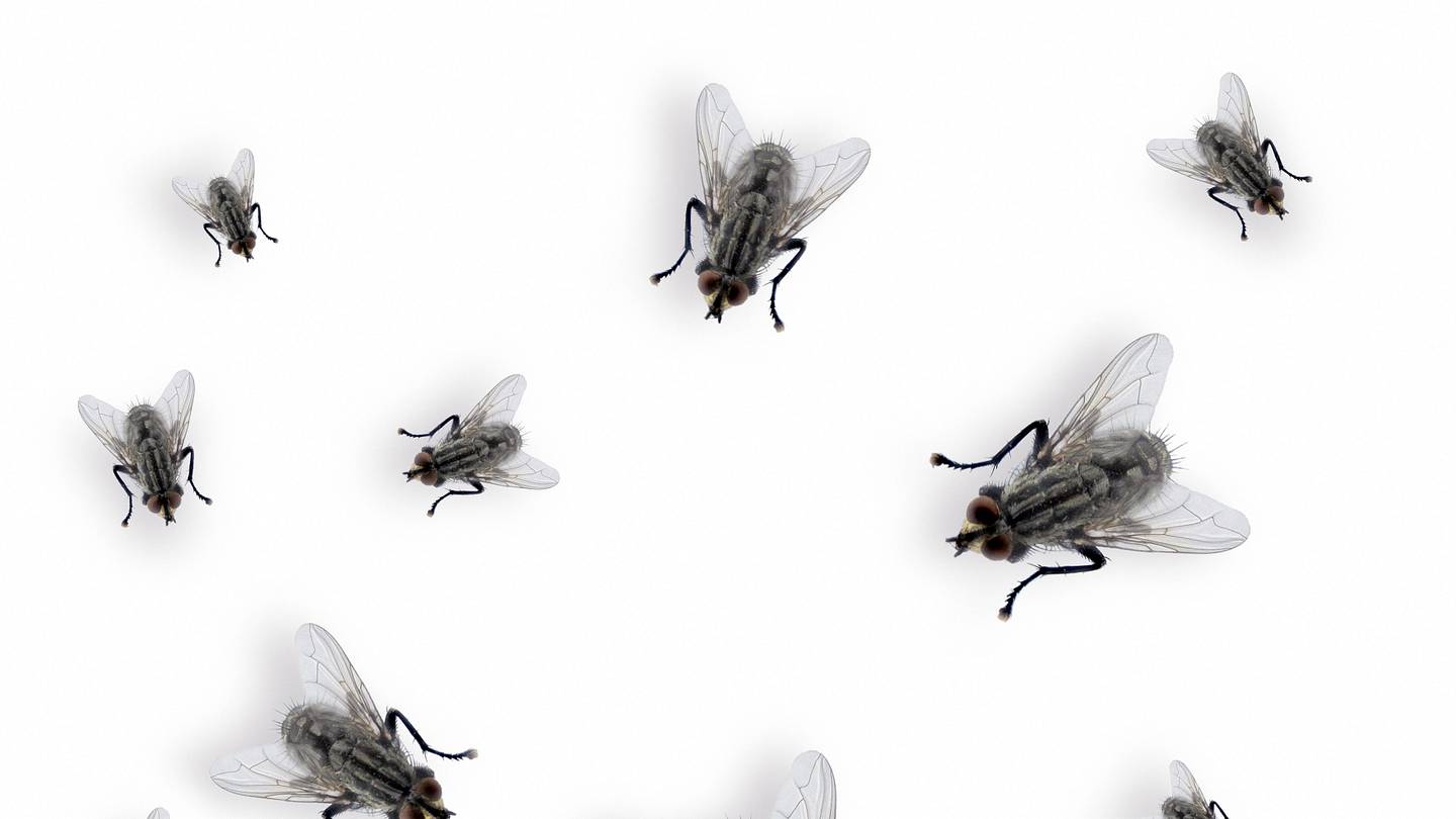 Fly Migration Is Essential to Our Ecosystem, Study Finds