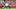 The Miami Dolphins and San Francisco 49ers in an NFL game. The Miami Dolphins and San Francisco 49ers in an NFL game.