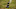 Eastern Spotted Skunk doing handstand Eastern Spotted Skunk doing handstand