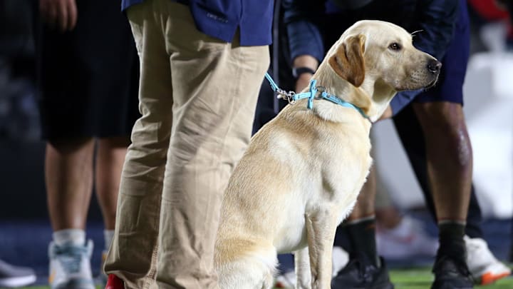 Sep 16, 2023; Oxford, Mississippi, USA; Mississippi Rebels head coach Lane Kiffin s dog, Juice, sits on the sidelines during the second half against the Georgia Tech Yellow Jackets at Vaught-Hemingway Stadium. Mandatory Credit: Petre Thomas-Imagn Images