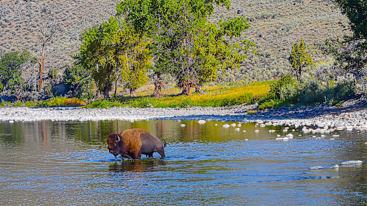 On the Lamar River, you're often sharing the water. 