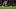 Kai Havertz scoring.
