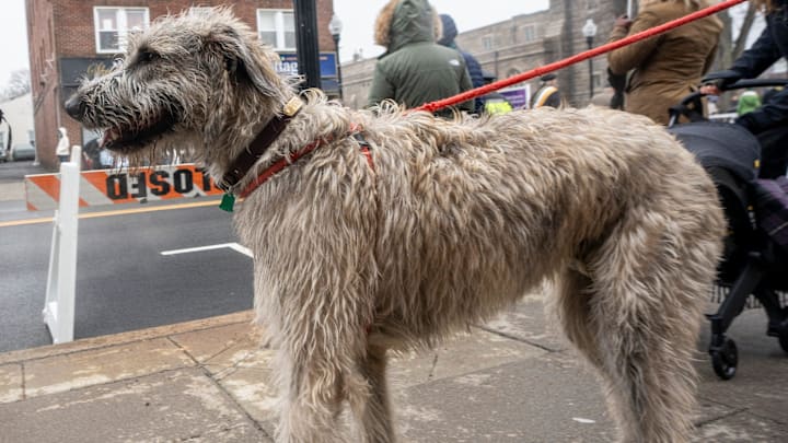 Notre Dame Academy is the only high school in the country with an Irish Wolfhound as its mascot.