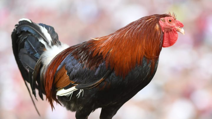 The University of South Carolina Spring football game took place at William-Brice Big Stadium on April 24, 2024. The mascot Sir Spur is taken to the field
