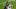 New England Patriots running back Treveyon Henderson runs the ball past Seattle Seahawks fullback Brady Russell New England Patriots running back Treveyon Henderson runs the ball past Seattle Seahawks fullback Brady Russell