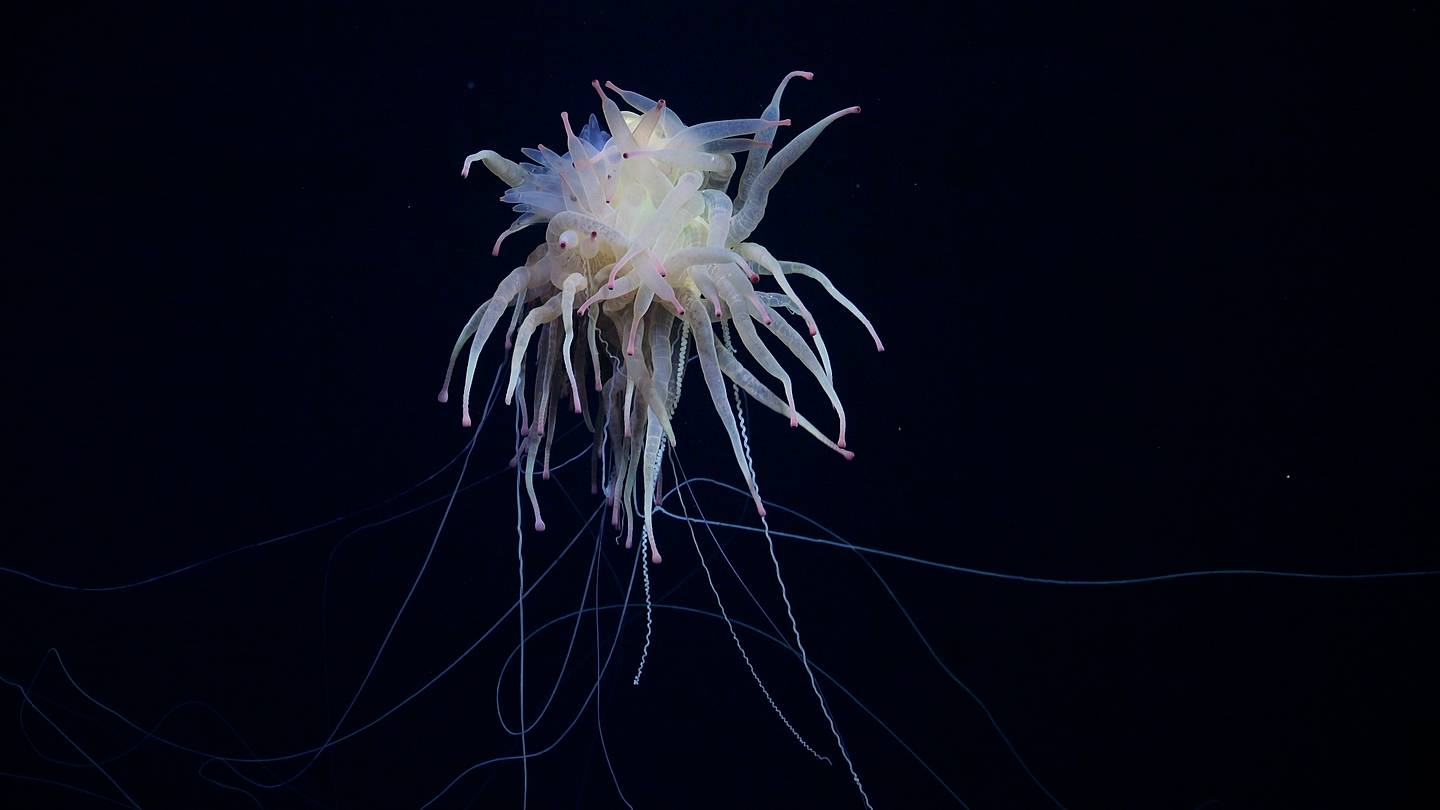 Watch Mesmerizing Footage of a Deep-Sea 'Spaghetti Monster'