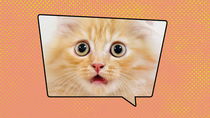 This kitten is experiencing awe in the traditional sense of the word.