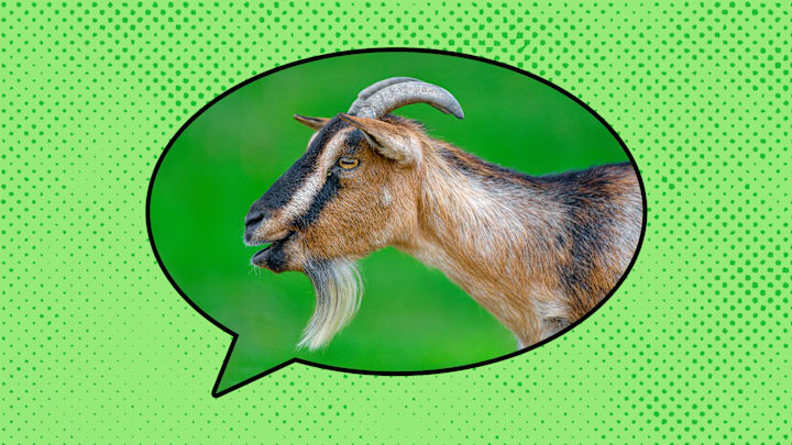 ‘Estás como una cabra’ means “you are like a goat.”
