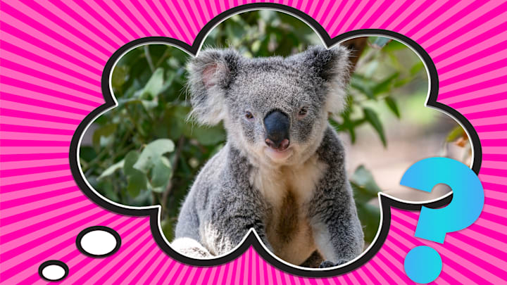 Koalas do kind of look like bears.