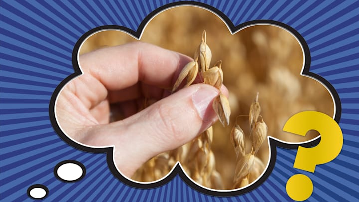 This person is literally feeling their oats—but is that where the phrase came from?