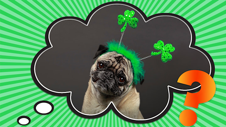 No wonder this pug is confused.
