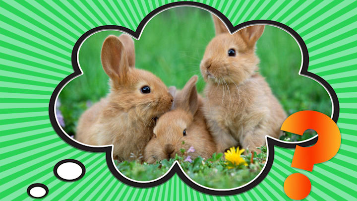 Everybunny wants to know why we call rabbits “bunnies.”