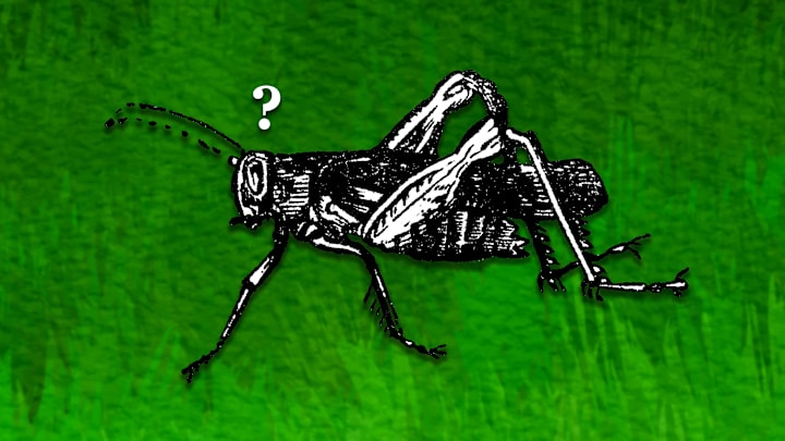 Even this cricket wants to know the answer.