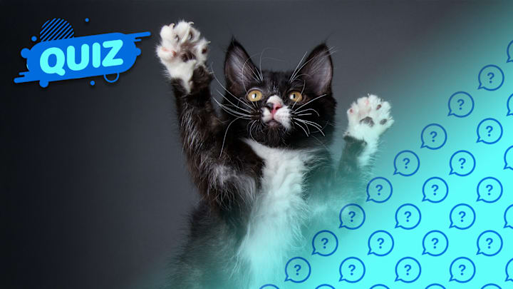 Who could be afraid of this cute kitty?