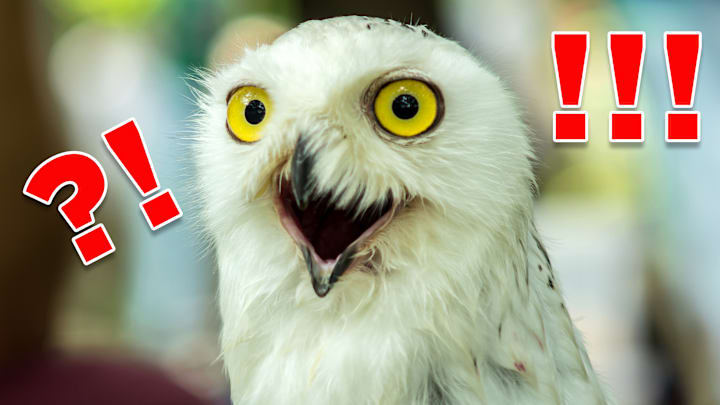 Even this snowy owl is totally surprised by some of these facts.