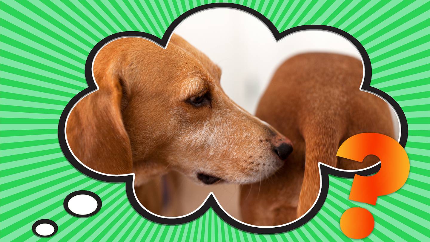 Why Do Dogs Sniff Each Other's Butts?